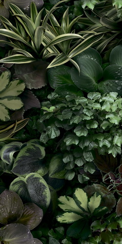 41zero42 PAPER41 PRO JANE C